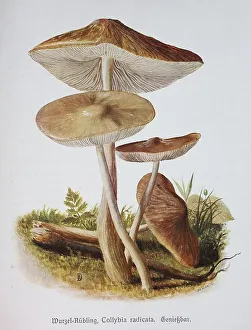 Mushroom, Root Ruminant, Collybia radicata