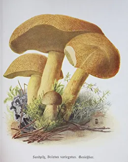 Mushroom, Sand fungus, Boleuts variegatus
