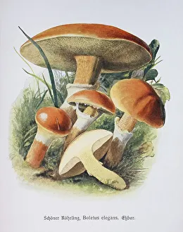 Mushroom, Schoener Roehrling, Boletus elegans