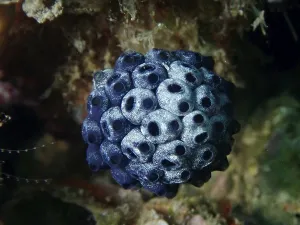 Category Wildlife DE Prints: Mushroom sea squirt (Nephtheis fascicularis)