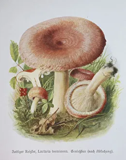 Mushroom, shaggy irritant, birch milkling (Lactarius)