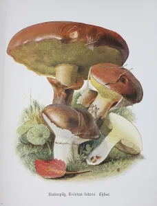 Mushroom, slippery jack (Suillus luteus)