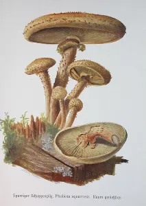 Mushroom, Sparriger Schuppenpilz