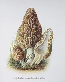 Mushroom, Spitz-Morchel (Morchella conica)
