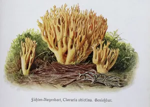 Mushroom, spruce goat's beard