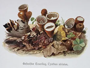 Mushroom, Stiffened fluted bird's nest (Cyathus striatus)