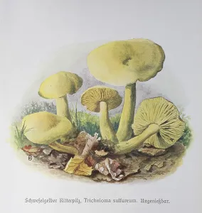 Mushroom, Sulphur yellow knight mushroom