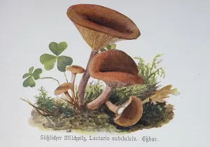 Mushroom, Sweet Beech Milkling (Lactarius) or Sweet Milkling