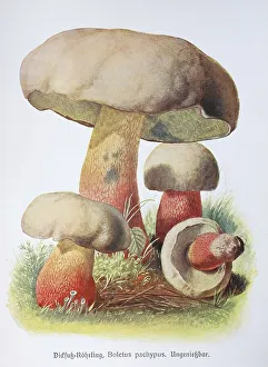 Mushroom, Thick-legged boletus