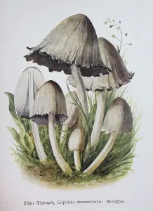Mushroom, True Ink Mushroom, Common Wrinkled Tintling