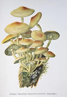 Mushroom, Tufted sulphur tuft (Hypholoma fasciculare)
