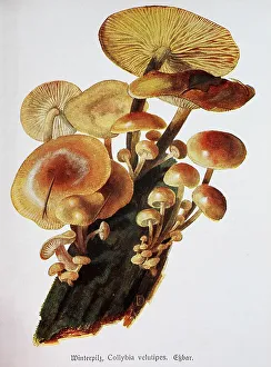 Mushroom, winter mushroom (Flammulina velutipes)