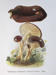 Mushroom, Yellow-leaved woodwax (Hygrophorus) hypothejus