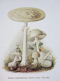 Mushroom, Yellow Tuberous Leaf Mushroom