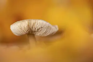 Mushrooms in autumn light, forest