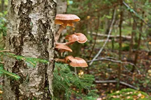 Mushrooms on the birch in the forest