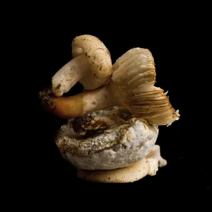 Two mushrooms are curiously stacked on top of each other