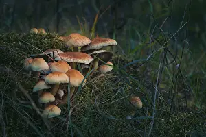 Mushrooms in the forest, autumn