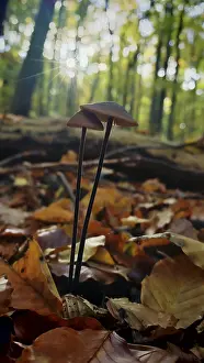 Two mushrooms grow romantically in the autumnal forest