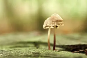 Mushrooms growing on a dead tree trunk in the forest