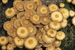 Mushrooms growing on a mossy tree stump in the summer forest