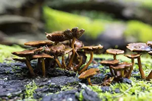 Mushrooms growing on the rotten tree trunks in the forest