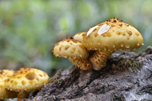 Mushrooms, growing on a tree trunk
