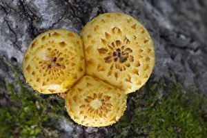 Mushrooms, growing on a tree trunk