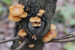 Mushrooms, growing on a tree trunk in the autumn forest