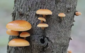 Mushrooms, growing on a tree trunk in the autumn forest