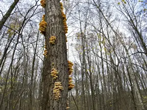 Mushrooms, growing on a tree trunk in the autumn forest