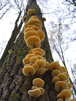 Framed Print : Mushrooms, growing on a tree trunk in the autumn forest
