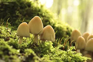 Mushrooms growing on a tree trunk in the forest