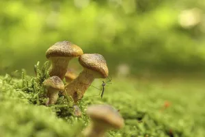 Mushrooms growing on a tree trunk in the forest