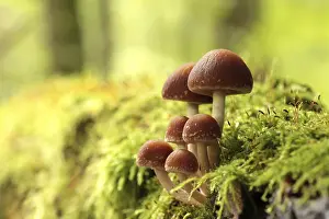 Mushrooms growing on a tree trunk in the forest