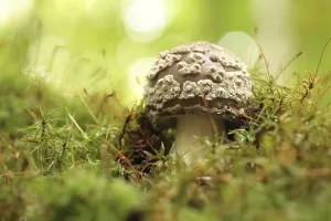Mushrooms growing on a tree trunk in the forest