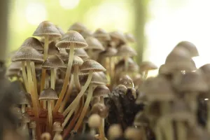 Framed Print : Mushrooms growing on a tree trunk in the forest