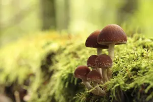 Mushrooms growing on a tree trunk in the forest