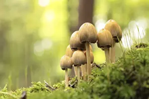 Mushrooms growing on a tree trunk in the forest