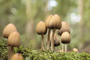 Mushrooms growing on a tree trunk in the forest