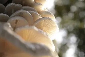 Mushrooms growing on a tree trunk in the forest