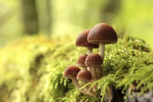 Mushrooms growing on a tree trunk in the forest