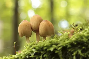 Mushrooms growing on a tree trunk in the forest