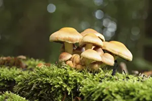 Mushrooms growing on a tree trunk in the forest