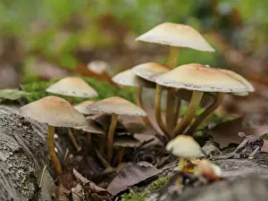 Mushrooms growing on a tree trunk in the forest