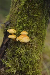 Mushrooms growing on tree trunk in forest in autumn