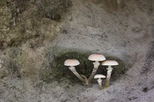 Mushrooms hiding under the roots of a tree in the Edmunds Gorge in autumn