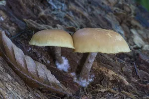 Mushrooms in mixed forest, Bavaria