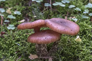 Mushrooms in a mixed forest, Bavaria