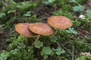 Mushrooms in a mixed forest, Bavaria